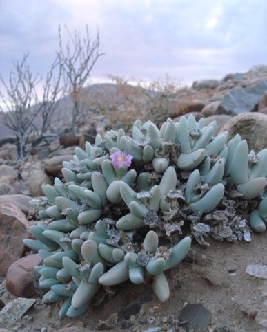 Dracophilus dealbatus in habitat